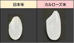 カルローズ米って、どんなお米！？